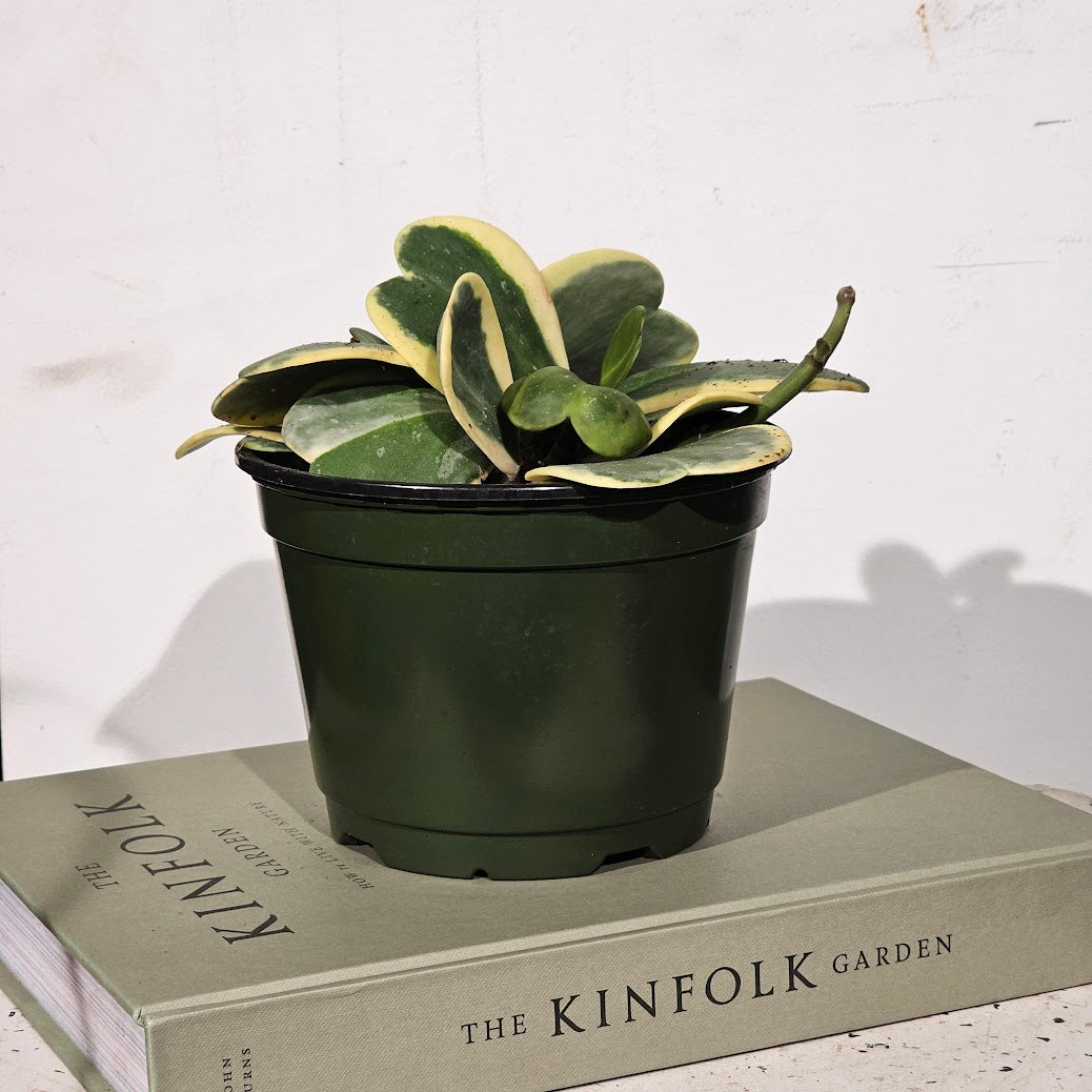 Variegated Hoya Heart: Hoya kerrii - 6 inch pot