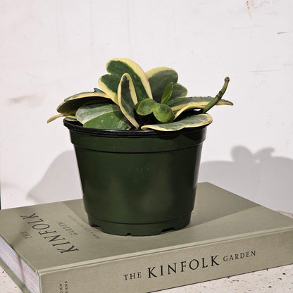 Variegated Hoya Heart: Hoya kerrii - 6 inch pot