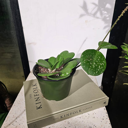 Hoya Heart: Hoya kerrii and Hybrid - 6 inch pot