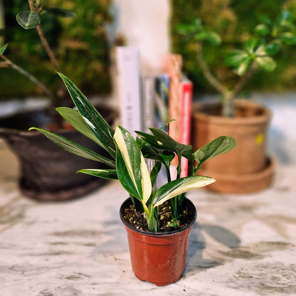 Philodendron Cobra: Monstera standleyana - 4 inch pot