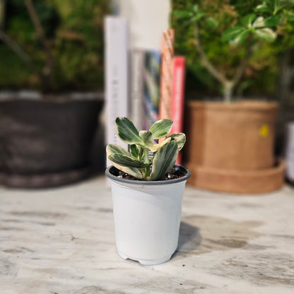 Variegated Jade: Crassula ovata - 4 inch pot