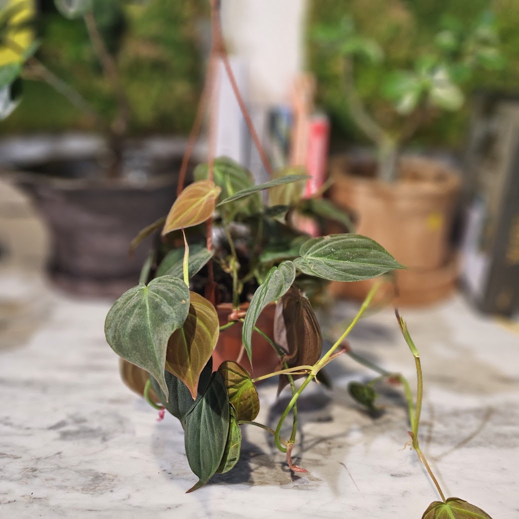 Velvet Leaf: Philodendron micans - 6 inch hanging basket