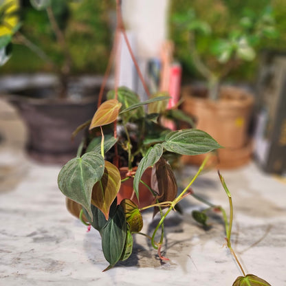 Velvet Leaf: Philodendron micans - 6 inch hanging basket