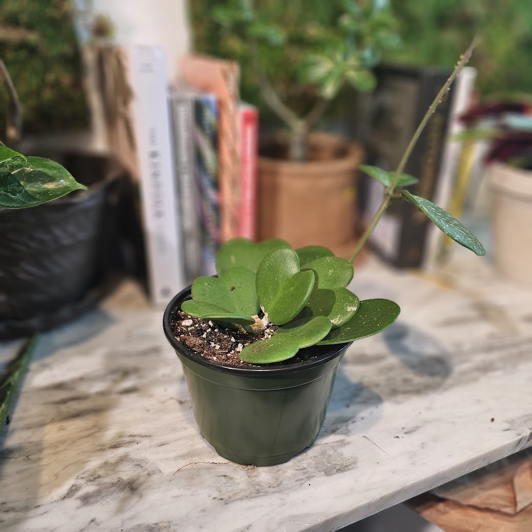 Hoya Heart: Hoya kerrii and Hybrid - 6 inch pot