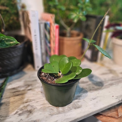 Hoya Heart: Hoya kerrii and Hybrid - 6 inch pot