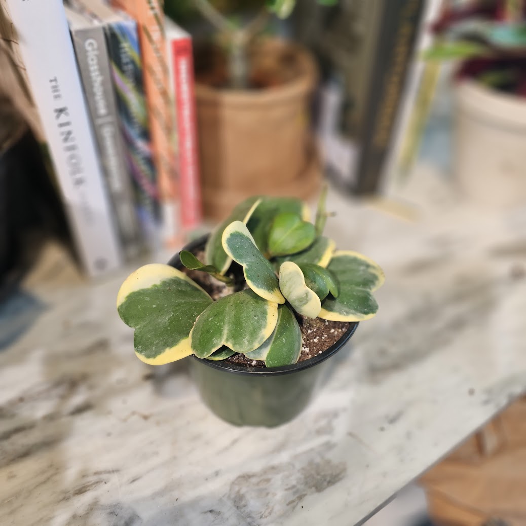 Variegated Hoya Heart: Hoya kerrii - 6 inch pot