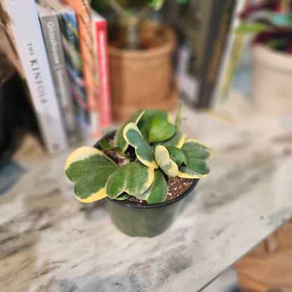 Variegated Hoya Heart: Hoya kerrii - 6 inch pot