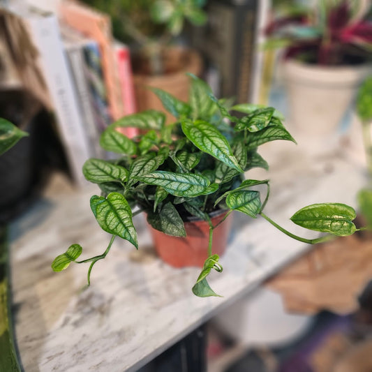 Silver Queen: Monstera siltepecana - 6 inch pot