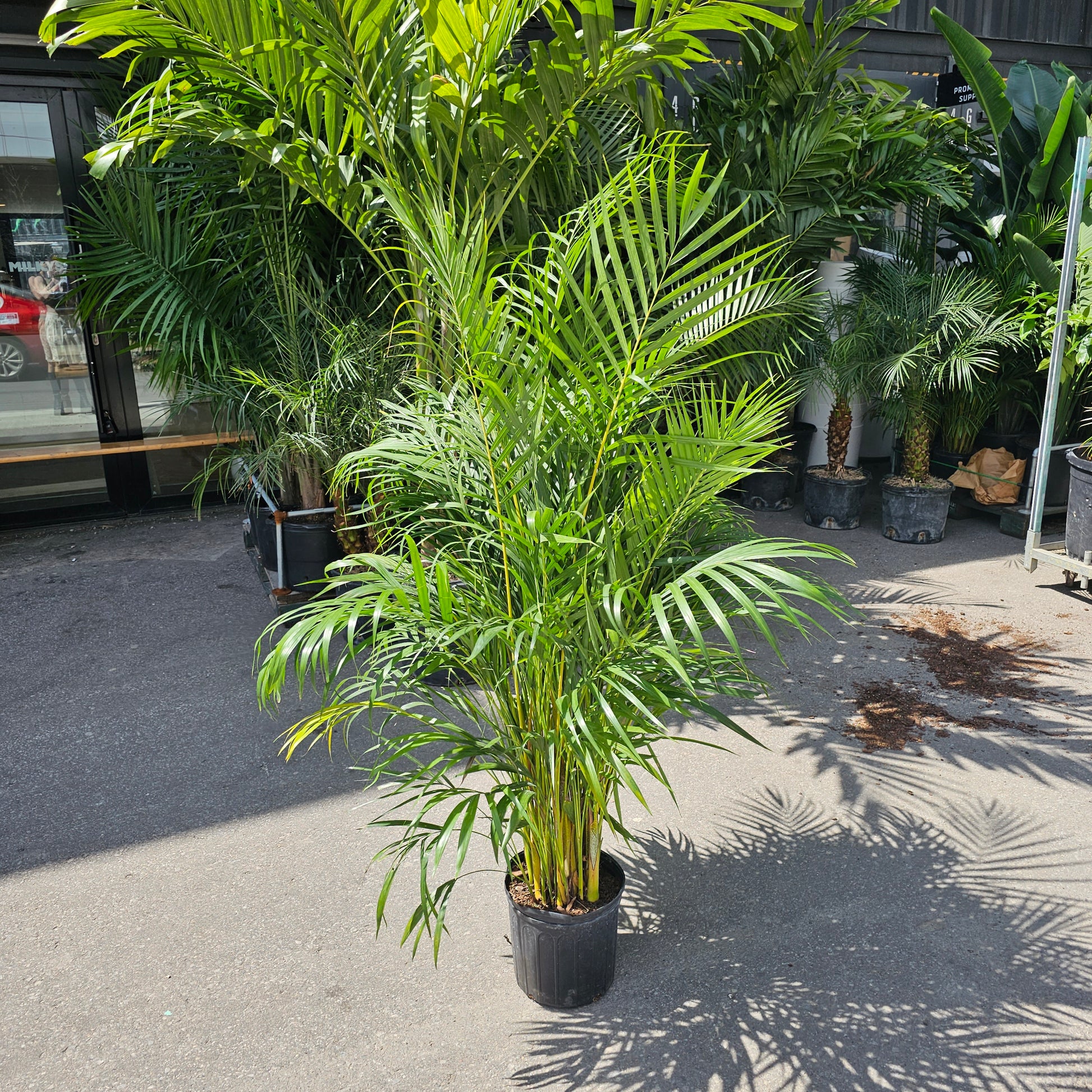 is areca palm same as bamboo palm Areca Palm: Dypsis Lutescens - 12" Pot