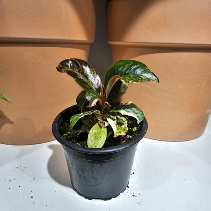 Moonshine Ficus (Ficus elastica 'shivereana') in a 4 inch pot. Indoor plant for sale by Promise Supply for delivery and pickup in Toronto