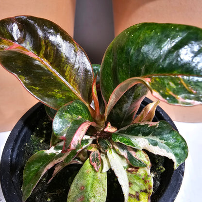 Moonshine Ficus (Ficus elastica 'shivereana') in a 4 inch pot. Indoor plant for sale by Promise Supply for delivery and pickup in Toronto