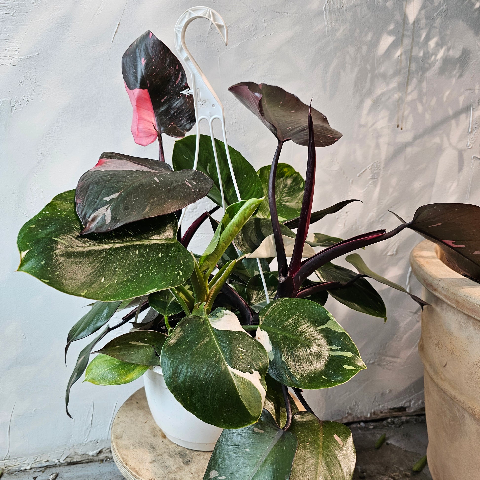 Mixed Princess Philo (Philodendron erubescens) in a 8 inch pot. Indoor plant for sale by Promise Supply for delivery and pickup in Toronto