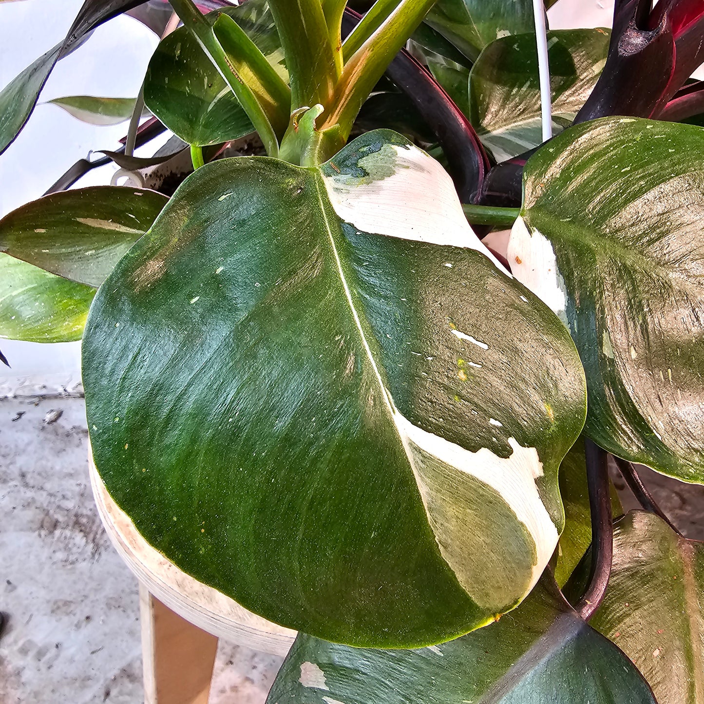 Mixed Princess Philo (Philodendron 'Pink' and 'White') in a 8 inch pot. Indoor plant for sale by Promise Supply for delivery and pickup in Toronto