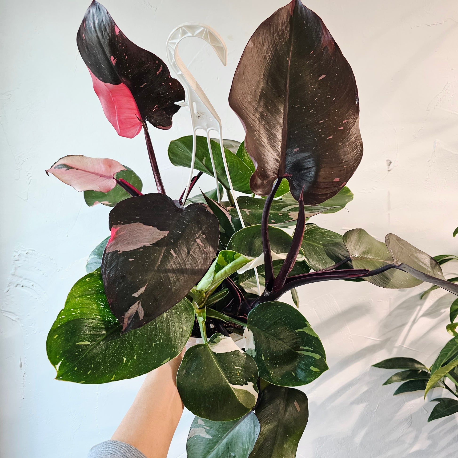 hanging pink princess philodendron Mixed Princess Philodendron - 8" Pot