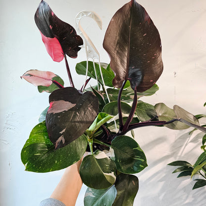 Mixed Princess Philo (Philodendron 'Pink' and 'White') in a 8 inch pot. Indoor plant for sale by Promise Supply for delivery and pickup in Toronto