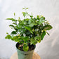 Maid of Orleans Jasmine (Jasminum sambac) in a 6 inch pot. Indoor plant for sale by Promise Supply for delivery and pickup in Toronto