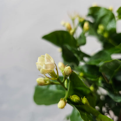 Maid of Orleans Jasmine (Jasminum sambac) in a 6 inch pot. Indoor plant for sale by Promise Supply for delivery and pickup in Toronto