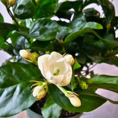 Maid of Orleans Jasmine (Jasminum sambac) in a 6 inch pot. Indoor plant for sale by Promise Supply for delivery and pickup in Toronto