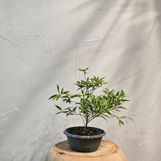 Pomegranate Bonsai Tree (Punica granatum) in a 8 inch pot. Indoor plant for sale by Promise Supply for delivery and pickup in Toronto