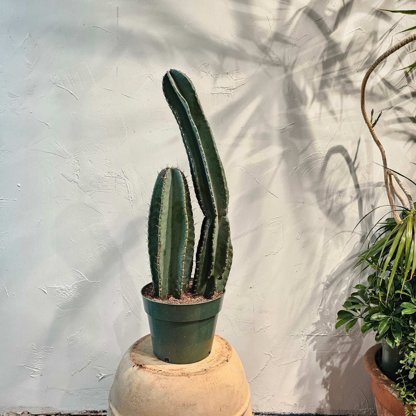 Peruvian Cactus (Cereus repandus) in a 10 inch pot. Indoor plant for sale by Promise Supply for delivery and pickup in Toronto