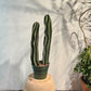 Peruvian Cactus (Cereus repandus) in a 10 inch pot. Indoor plant for sale by Promise Supply for delivery and pickup in Toronto