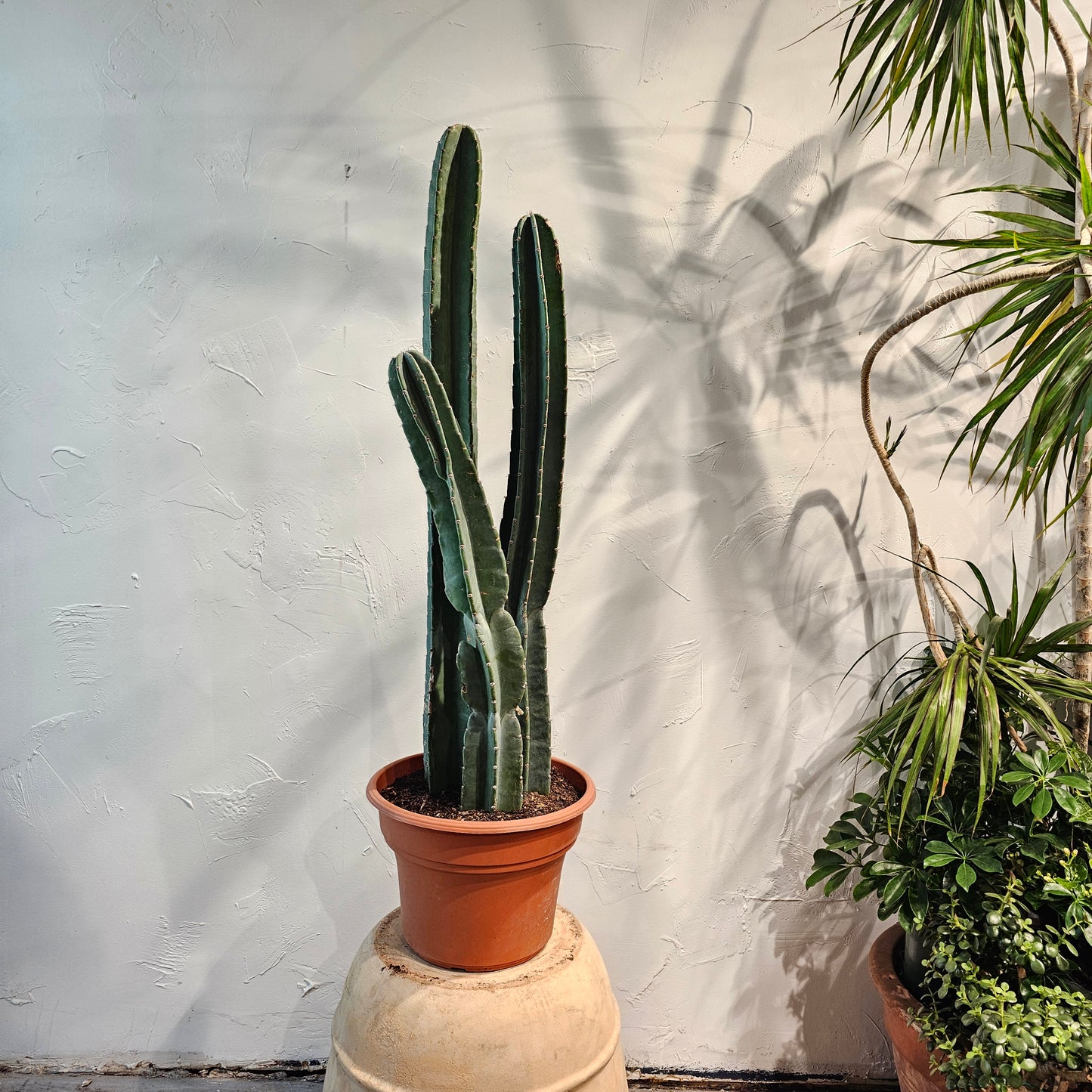 Peruvian Cactus, Peruvian Torch Cactus, Column Cactus (Cereus repandus) in a 12 inch pot. Indoor plant for sale by Promise Supply for delivery and pickup in Toronto