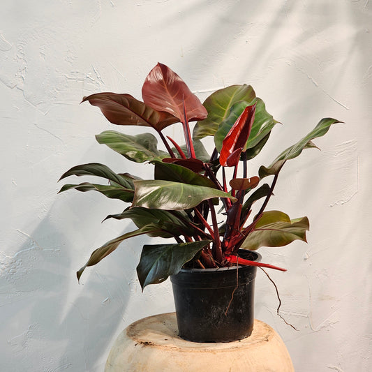 Philodendron Hope (Philodendron selloum) in a 14 inch pot. Indoor plant for sale by Promise Supply for delivery and pickup in Toronto