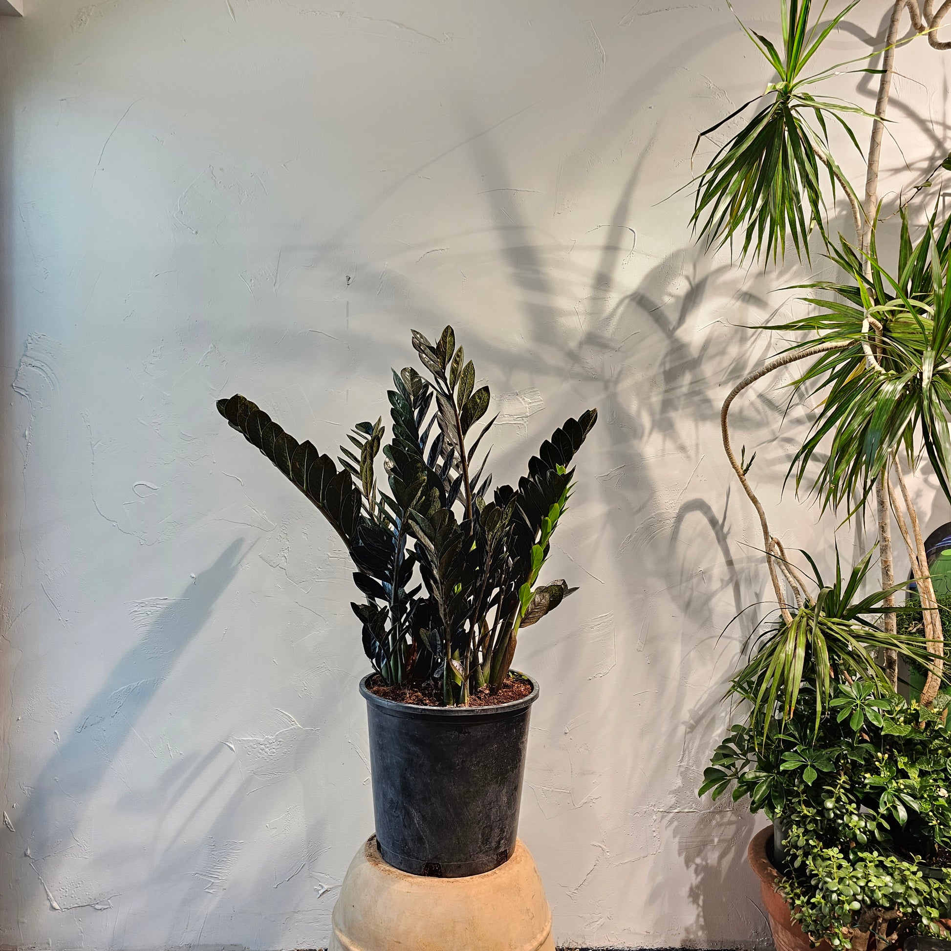 raven zz plant for sale Black Raven ZZ Plant: Zamioculcas - 14" Pot