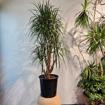 Candelabra Dragon Tree: Dracaena marginata - 14 inch pot - 5-6 foot tall