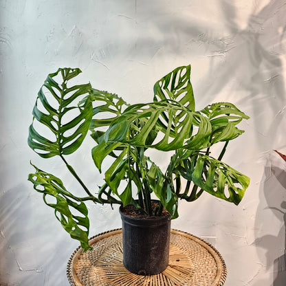 Swiss Cheese Vine, Esqueleto (Monstera Epipremnoides) in a 10 inch pot. Indoor plant for sale by Promise Supply for delivery and pickup in Toronto