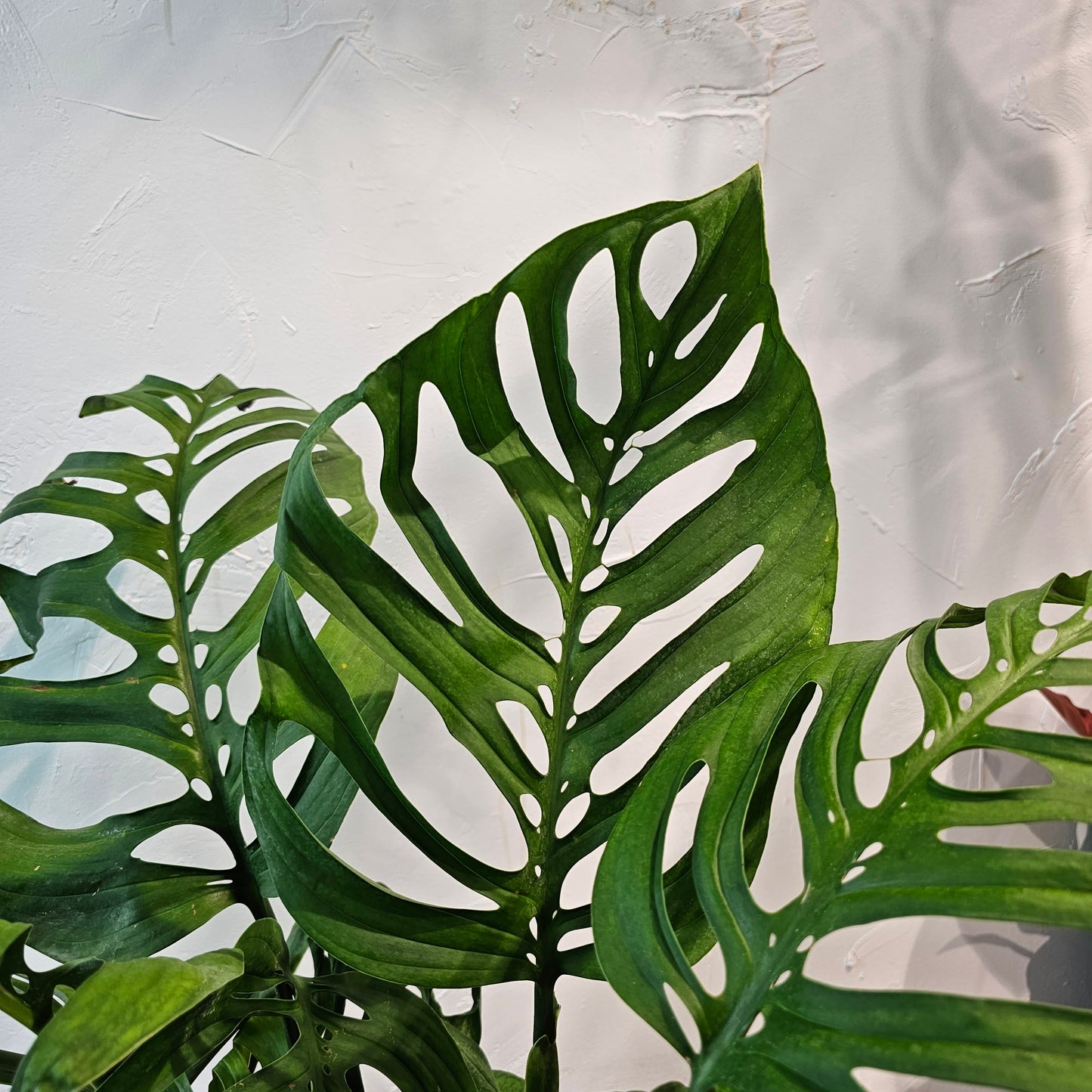 Swiss Cheese Vine, Esqueleto (Monstera Epipremnoides) in a 10 inch pot. Indoor plant for sale by Promise Supply for delivery and pickup in Toronto