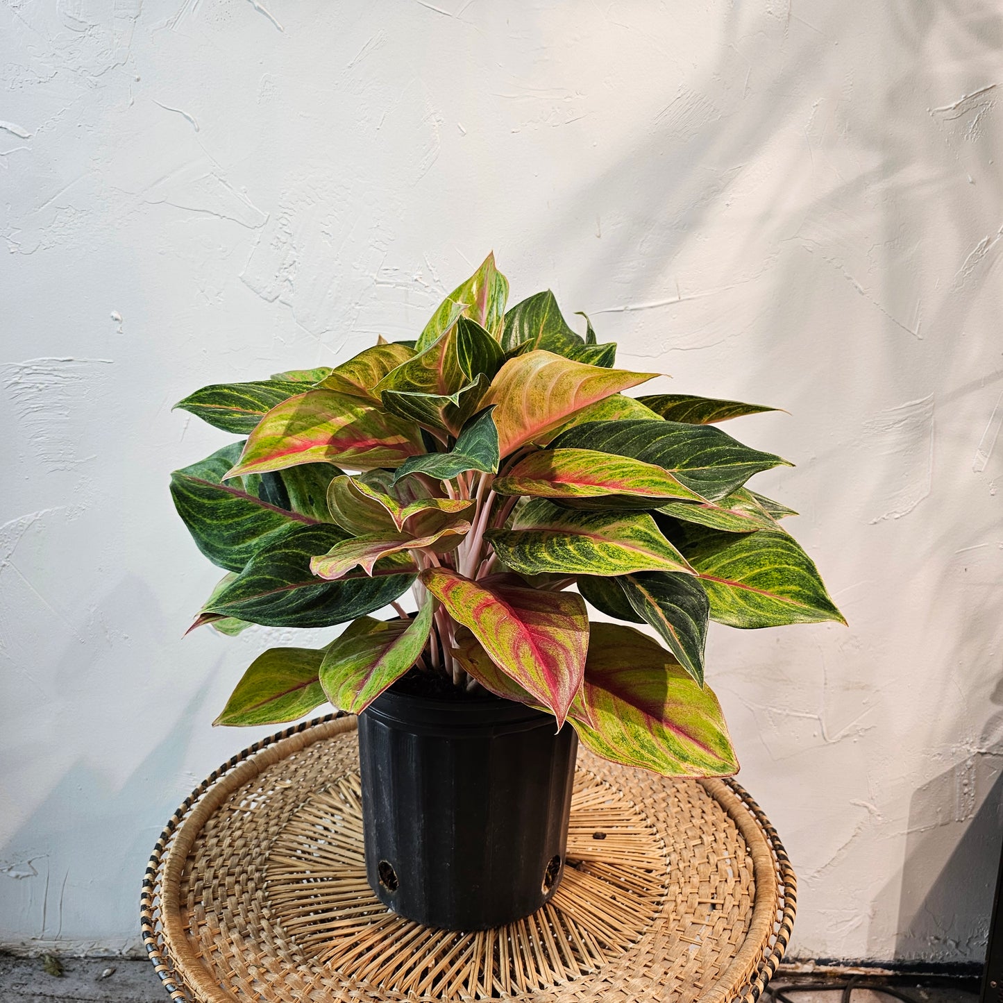 Chinese evergreen, Philippine evergreen (Aglaonema) in a 8 inch pot. Indoor plant for sale by Promise Supply for delivery and pickup in Toronto