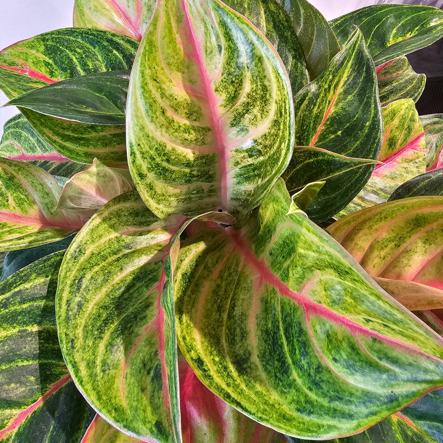 Chinese Evergreen (Aglaonema 'Golden Papaya') in a 8 inch pot. Indoor plant for sale by Promise Supply for delivery and pickup in Toronto