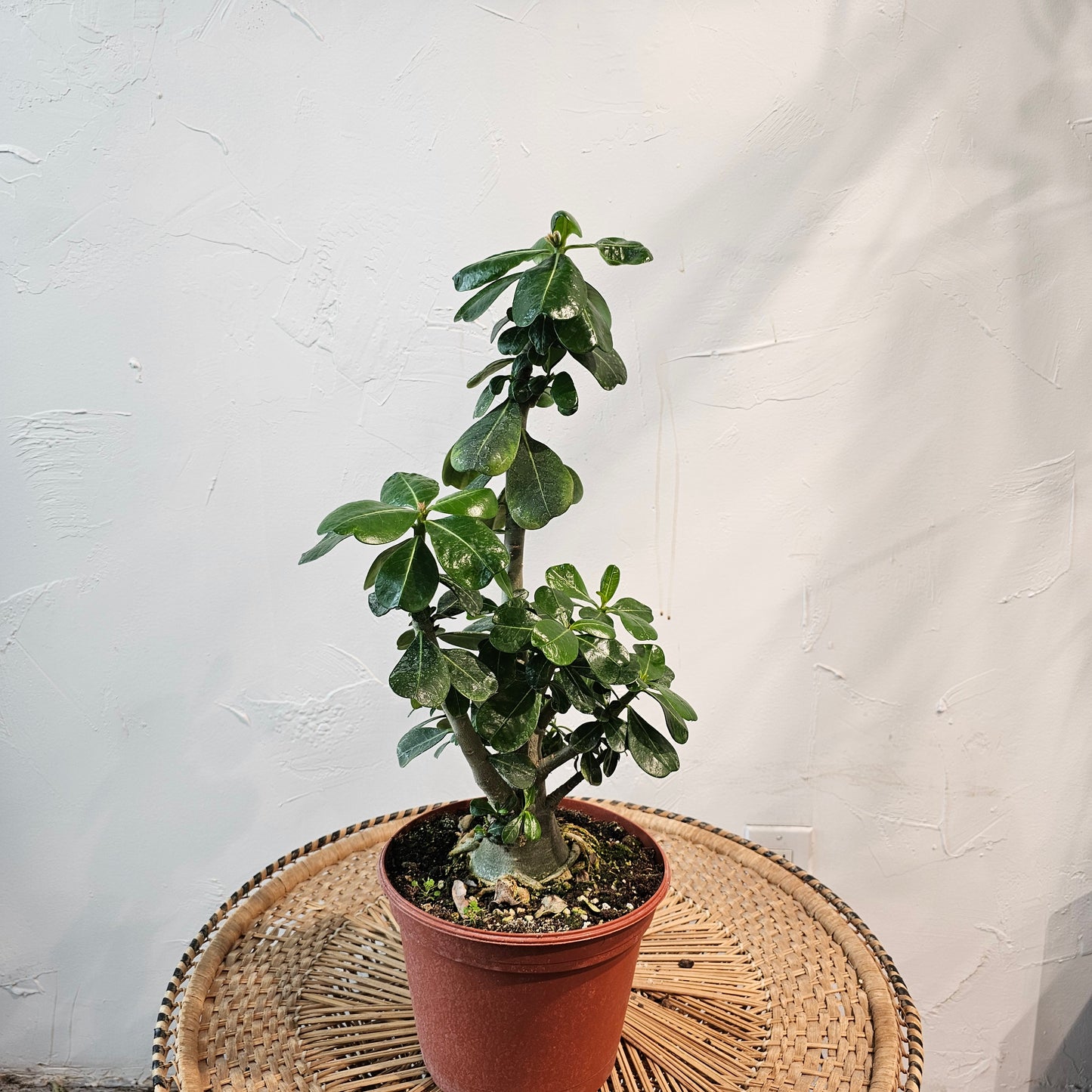 Desert Rose (Adenium obesum) in a 8 inch pot. Indoor plant for sale by Promise Supply for delivery and pickup in Toronto