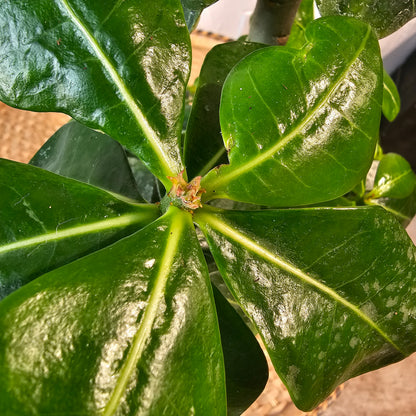 Desert Rose (Adenium obesum) in a 8 inch pot. Indoor plant for sale by Promise Supply for delivery and pickup in Toronto