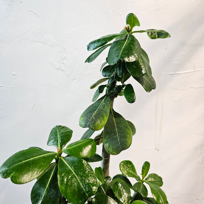 Desert Rose (Adenium obesum) in a 8 inch pot. Indoor plant for sale by Promise Supply for delivery and pickup in Toronto