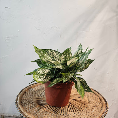 aglaonema osaka Spring Snow Chinese Evergreen - 8" Pot