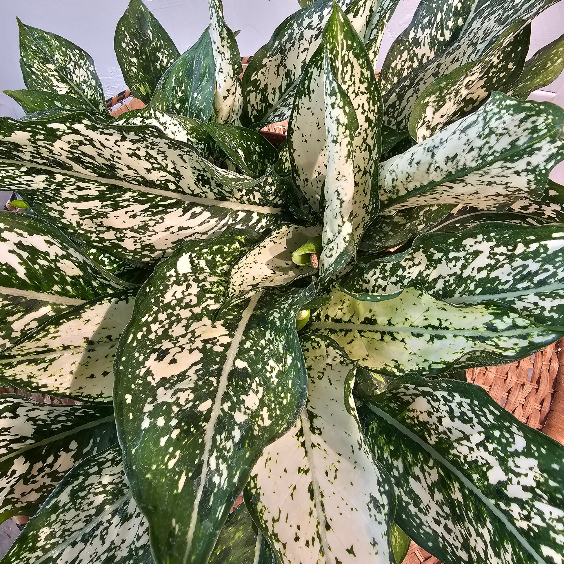Spring Snow Chinese Evergreen (Aglaonema 'Osaka') in a 8 inch pot. Indoor plant for sale by Promise Supply for delivery and pickup in Toronto