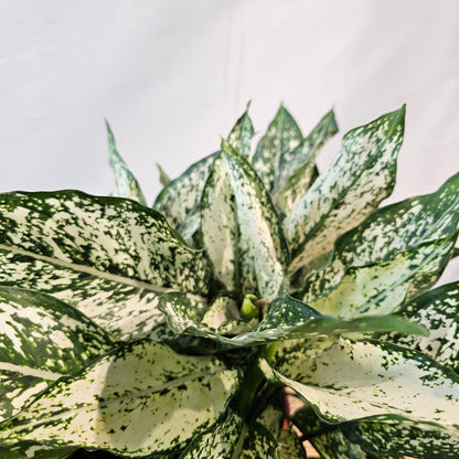 Spring Snow Chinese Evergreen (Aglaonema 'Osaka') in a 8 inch pot. Indoor plant for sale by Promise Supply for delivery and pickup in Toronto