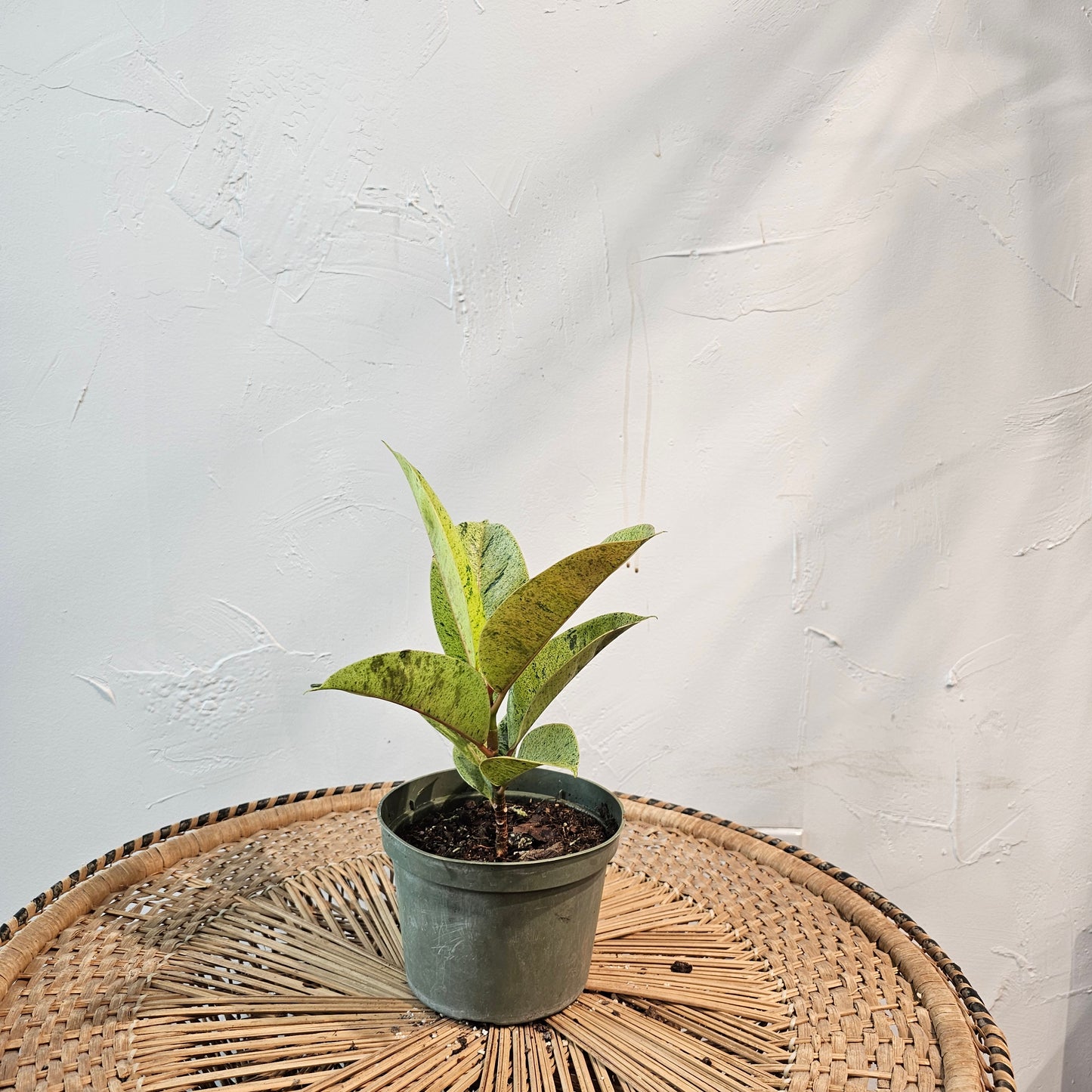 Moonshine Ficus (Ficus elastica) in a 6 inch pot. Indoor plant for sale by Promise Supply for delivery and pickup in Toronto