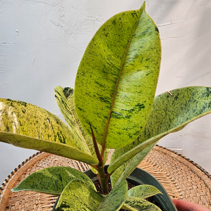 Moonshine Ficus (Ficus elastica 'shivereana') in a 6 inch pot. Indoor plant for sale by Promise Supply for delivery and pickup in Toronto