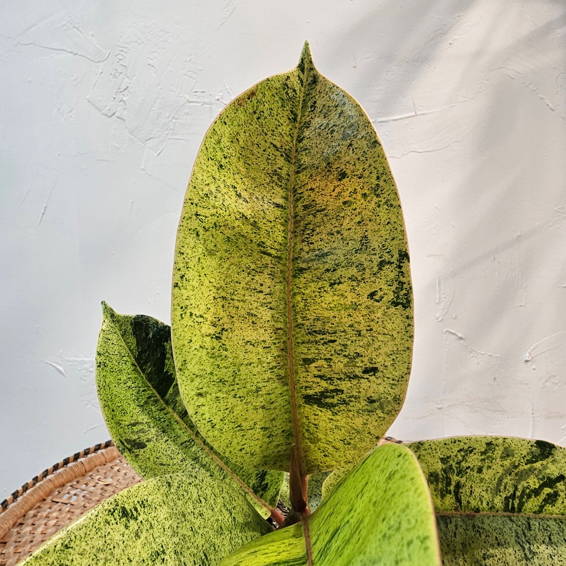 Moonshine Ficus (Ficus elastica 'shivereana') in a 6 inch pot. Indoor plant for sale by Promise Supply for delivery and pickup in Toronto