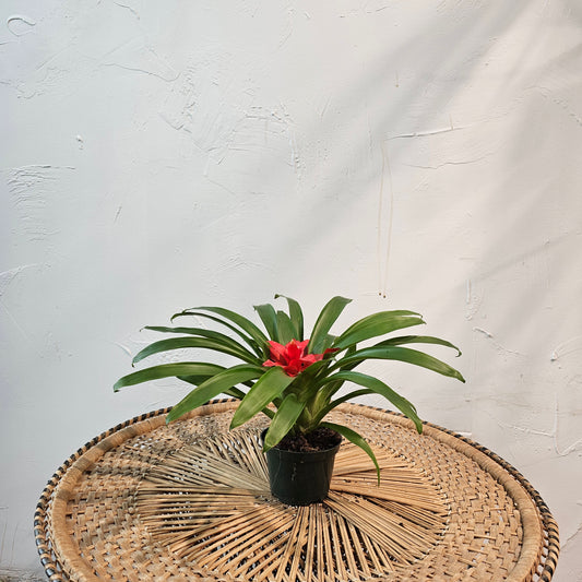 Bromeliad (Guzmania) in a 4 inch pot. Indoor plant for sale by Promise Supply for delivery and pickup in Toronto