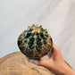 Golden Barrel Cactus (Echinocactus grusonii) in a 4 inch pot. Indoor plant for sale by Promise Supply for delivery and pickup in Toronto