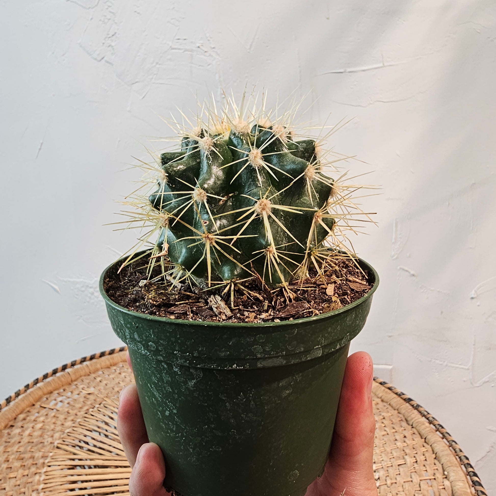 Golden Barrel Cactus (Echinocactus grusonii) in a 4 inch pot. Indoor plant for sale by Promise Supply for delivery and pickup in Toronto