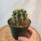 Golden Barrel Cactus (Echinocactus grusonii) in a 4 inch pot. Indoor plant for sale by Promise Supply for delivery and pickup in Toronto