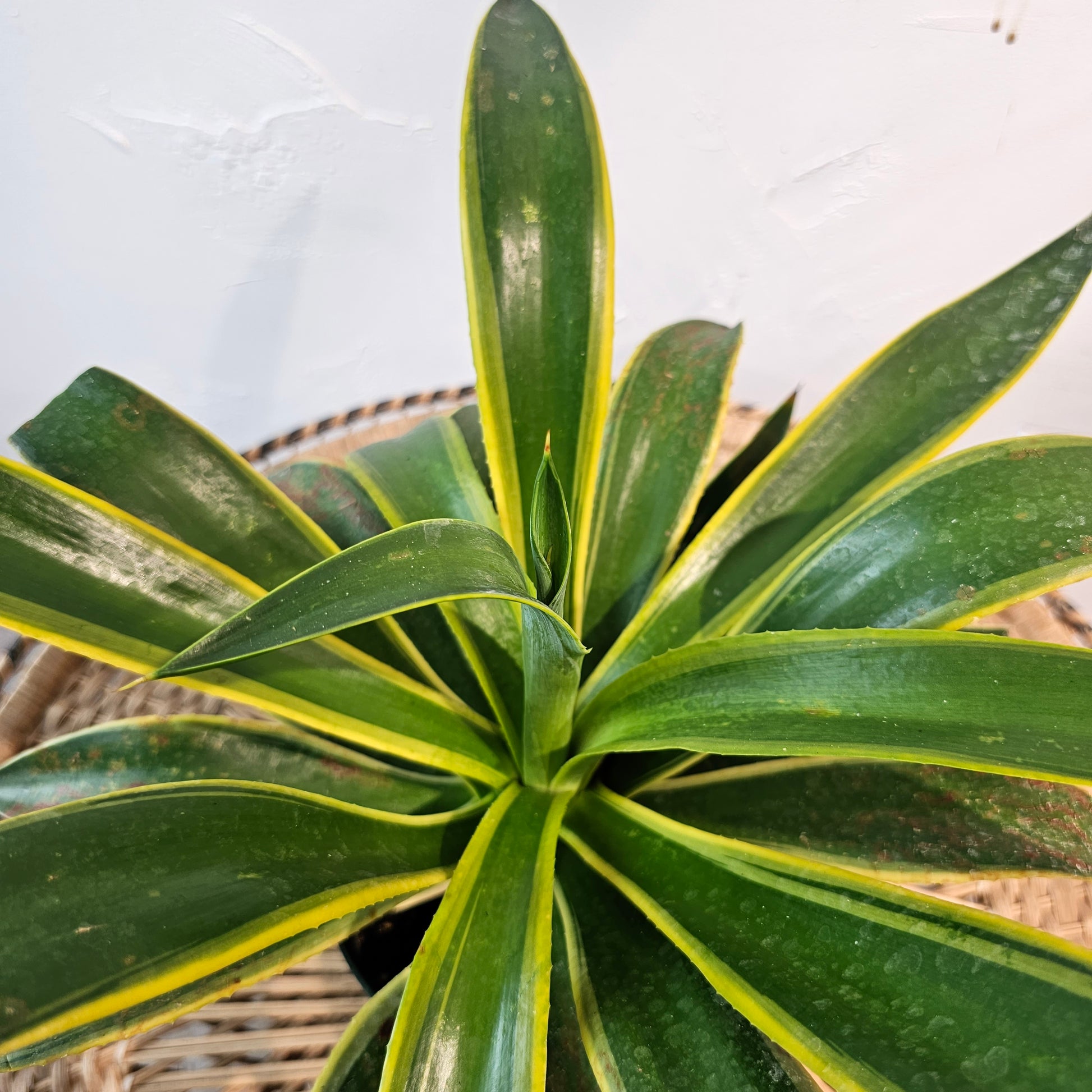 Variegated Agave (Agave deserti 'Variegata') in a 6 inch pot. Indoor plant for sale by Promise Supply for delivery and pickup in Toronto