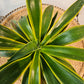 Variegated Agave (Agave deserti 'Variegata') in a 6 inch pot. Indoor plant for sale by Promise Supply for delivery and pickup in Toronto