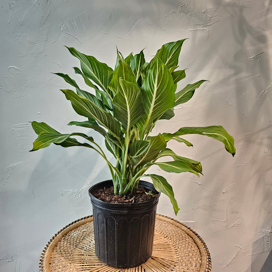 Tropic Snow Dumb Cane (Dieffenbachia amoena 'Tropic Snow') in a 10 inch pot. Indoor plant for sale by Promise Supply for delivery and pickup in Toronto