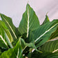 Sterling Cane (Dieffenbachia) in a 10 inch pot. Indoor plant for sale by Promise Supply for delivery and pickup in Toronto
